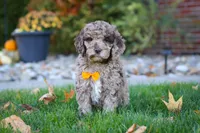 Cliff, a male Newfypoo for sale in Millersburg, OH – Photo 7 of 7