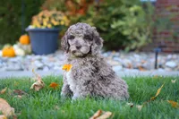 Cliff, a male Newfypoo for sale in Millersburg, OH – Photo 3 of 7