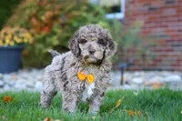 Cliff, a male Newfypoo for sale in Millersburg, OH – Photo 4 of 7