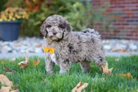 Cliff, a male Newfypoo for sale in Millersburg, OH – Photo 6 of 7
