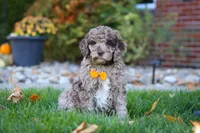 Cliff, a male Newfypoo for sale in Millersburg, OH – Photo 5 of 7