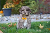 Cliff, a male Newfypoo for sale in Millersburg, OH – Photo 1 of 7