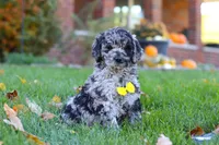 Zeke, a male Newfypoo for sale in Millersburg, OH – Photo 1 of 5