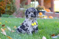 Zeke, a male Newfypoo for sale in Millersburg, OH – Photo 3 of 5
