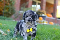 Zeke, a male Newfypoo for sale in Millersburg, OH – Photo 4 of 5
