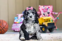 Sasha, a female Newfypoo for sale in Millersburg, OH – Photo 2 of 4