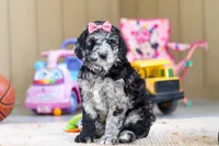 Sasha, a female Newfypoo for sale in Millersburg, OH – Photo 1 of 4
