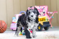 Sasha, a female Newfypoo for sale in Millersburg, OH – Photo 3 of 4