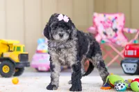 Annebelle, a female Newfypoo for sale in Millersburg, OH – Photo 4 of 5