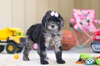 Annebelle, a female Newfypoo for sale in Millersburg, OH – Photo 1 of 5