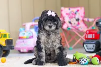 Annebelle, a female Newfypoo for sale in Millersburg, OH – Photo 2 of 5