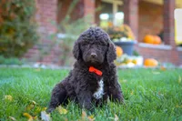 Oscar, a male Newfypoo for sale in Millersburg, OH – Photo 4 of 6