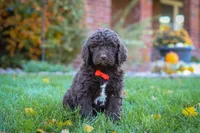 Oscar, a male Newfypoo for sale in Millersburg, OH – Photo 1 of 6
