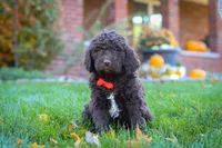 Oscar, a male Newfypoo for sale in Millersburg, OH – Photo 2 of 6