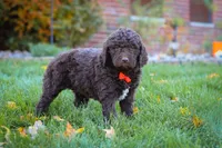 Oscar, a male Newfypoo for sale in Millersburg, OH – Photo 3 of 6