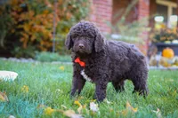 Oscar, a male Newfypoo for sale in Millersburg, OH – Photo 5 of 6