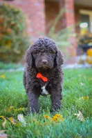 Oscar, a male Newfypoo for sale in Millersburg, OH – Photo 6 of 6