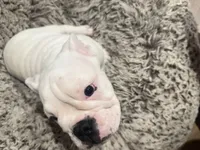 processed/42c31b9f-15c7-44f0-bd91-32e7a1868175/listing/a7a9e6b1-7791-4361-b05d-5f5e3ac65336/16c2641f-c151-4705-822e-1f31f8b9b77c