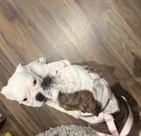 processed/42c31b9f-15c7-44f0-bd91-32e7a1868175/listing/a7a9e6b1-7791-4361-b05d-5f5e3ac65336/2e5ec67b-21ee-4a19-9237-66f53c4e8eb7