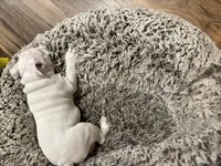 processed/42c31b9f-15c7-44f0-bd91-32e7a1868175/listing/a7a9e6b1-7791-4361-b05d-5f5e3ac65336/683be052-19a7-4a16-ad7f-cb7a0be08591