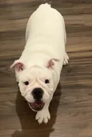 processed/42c31b9f-15c7-44f0-bd91-32e7a1868175/listing/a7a9e6b1-7791-4361-b05d-5f5e3ac65336/6b53784c-5955-45ba-a01f-6c218f35946e