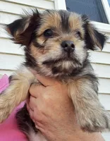 Luna, a female Chorkie for sale in Plainfield, IL – 8 of 10
