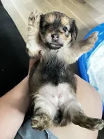 Luna, a female Chorkie for sale in Plainfield, IL – 5 of 10