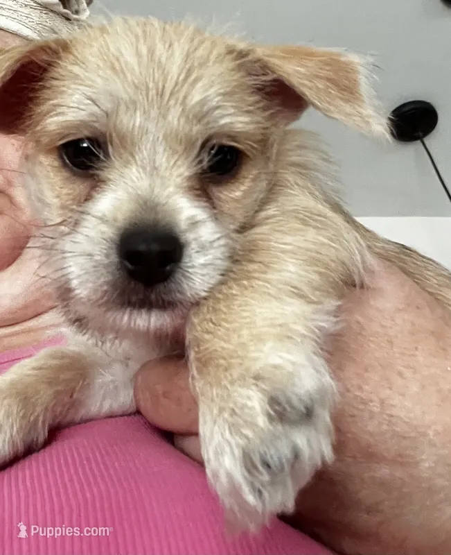 Chunkers – Chorkie puppy for sale in Plainfield, IL