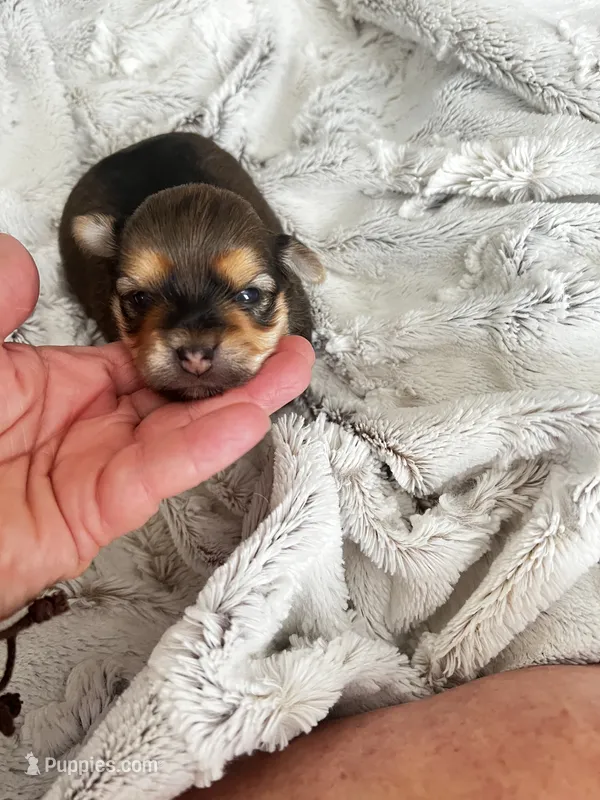 Luna – Chorkie puppy for sale in Plainfield, IL