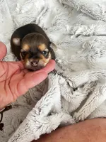 Luna, a female Chorkie for sale in Plainfield, IL – 1 of 4