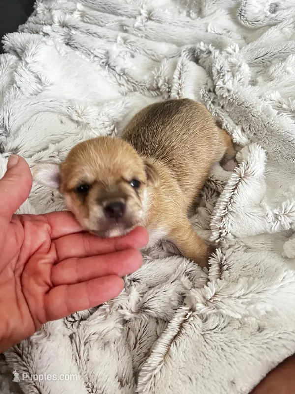 Chunkers – Chorkie puppy for sale in Plainfield, IL