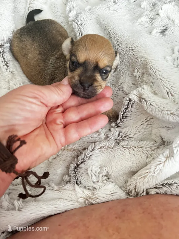 Cora – Chorkie puppy for sale in Plainfield, IL