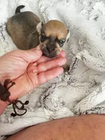 Cora, a female Chorkie for sale in Plainfield, IL – 1 of 5