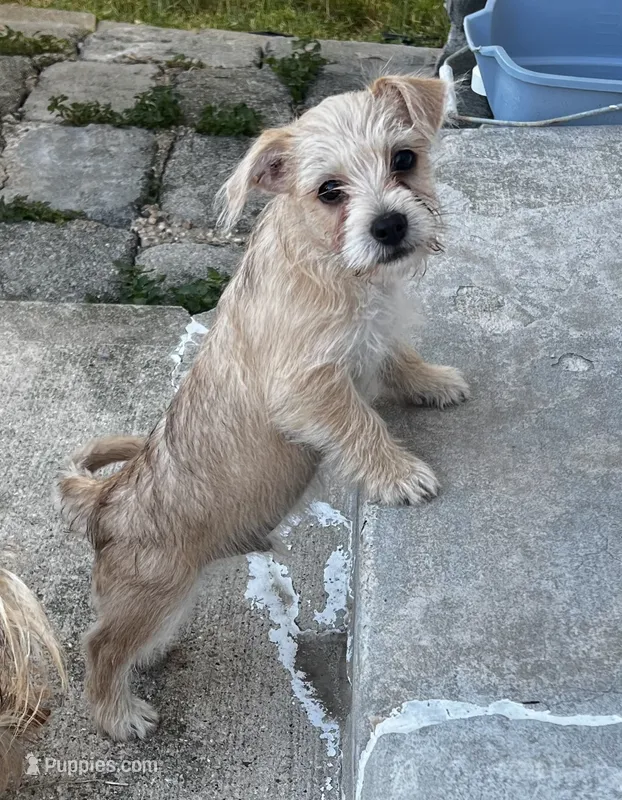 Chunkers – Chorkie puppy for sale in Plainfield, IL