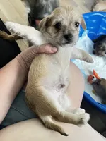 Chunkers, a male Chorkie for sale in Plainfield, IL – 6 of 9