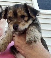 Luna, a female Chorkie for sale in Plainfield, IL – 10 of 10
