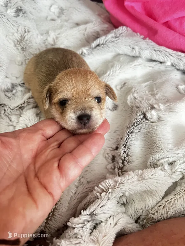 Leo – Chorkie puppy for sale in Plainfield, IL