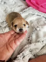 Leo, a male Chorkie for sale in Plainfield, IL – 1 of 5
