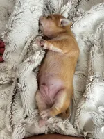 Leo, a male Chorkie for sale in Plainfield, IL – 5 of 5