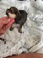 Luna, a female Chorkie for sale in Plainfield, IL – 4 of 4