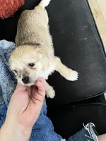 Chunkers, a male Chorkie for sale in Plainfield, IL – 7 of 9