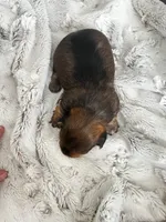 Luna, a female Chorkie for sale in Plainfield, IL – 2 of 4