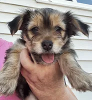 Luna, a female Chorkie for sale in Plainfield, IL – 9 of 10