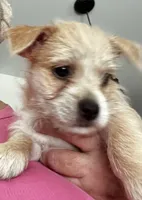 Chunkers, a male Chorkie for sale in Plainfield, IL – 9 of 9