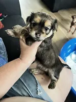 Luna, a female Chorkie for sale in Plainfield, IL – 6 of 10