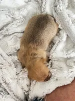 Chunkers, a male Chorkie for sale in Plainfield, IL – 2 of 4