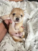 Leo, a male Chorkie for sale in Plainfield, IL – 4 of 5