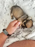 Cora, a female Chorkie for sale in Plainfield, IL – 2 of 5