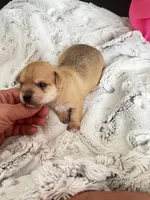 Leo, a male Chorkie for sale in Plainfield, IL – 2 of 5