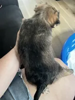 Luna, a female Chorkie for sale in Plainfield, IL – 7 of 10